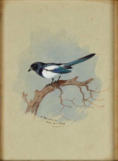 Straka na větvi (akvarel a inkoust) od Archibald Thorburn
