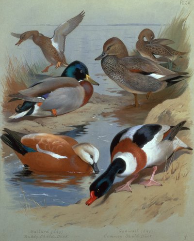 Mallard, Gadwell, Ruddy Shelduck (akvarel) od Archibald Thorburn