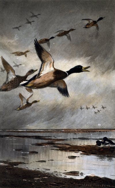 Kachna divoká v letu od Archibald Thorburn