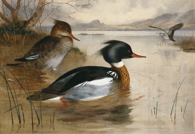 Mergansers, na jezeře Loch Maree od Archibald Thorburn