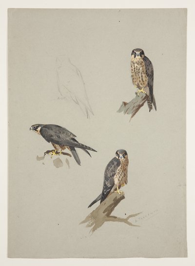 Muž Merlin, kolem roku 1915 (akvarel a tělová barva přes tužku na papíře) od Archibald Thorburn
