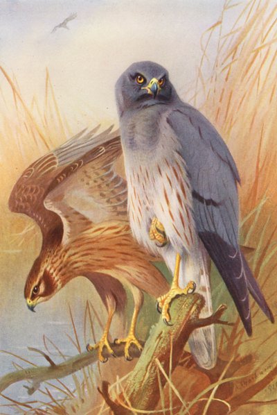 Harrier Montagu (samec a samice) (barevná litografie) od Archibald Thorburn