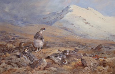 Na Ptarmigan Ground (akvarel) od Archibald Thorburn