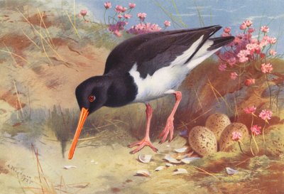 Lovec ústřic (barevná litografie) od Archibald Thorburn