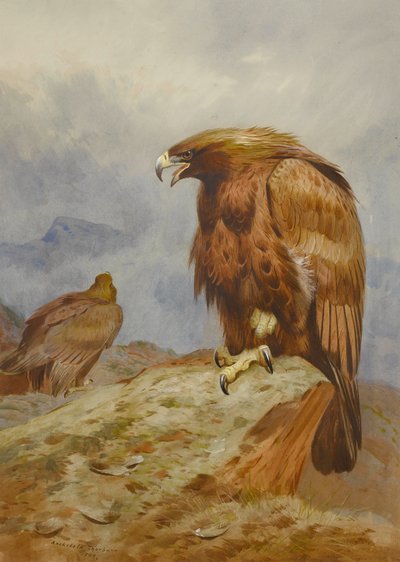Pár orlů skalních od Archibald Thorburn