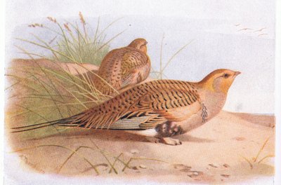 Pallass Sand Grouse, from Birds of the British Isles and Their Eggs, vydané Frederick Warne & Co Ltd, 1958 od Archibald Thorburn