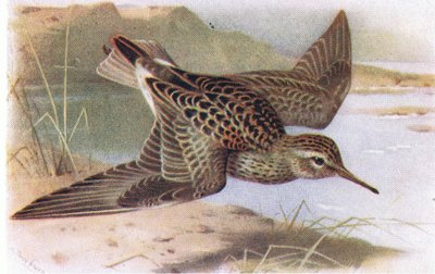 Pectoral Sandpiper, from Birds of the British Isles and Their Eggs publikoval Frederick Warne & Co Ltd, 1958 od Archibald Thorburn