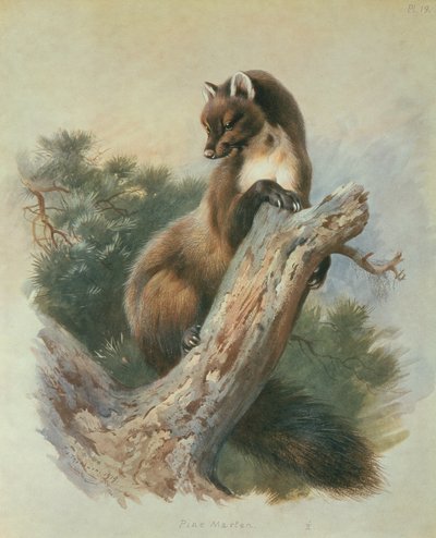 Borová kuna od Archibald Thorburn
