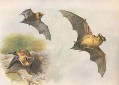 Pipistrelle neboli netopýr obecný, z Thorburns Mammals vydané Longmans and Co, c. 1920 od Archibald Thorburn