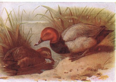 Pochard od Archibald Thorburn
