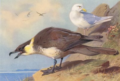 Pomatorhine Skua, Islandský racek (barevná litografie) od Archibald Thorburn