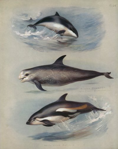 Sviňucha, Rissos Grampus, Delfín bělostraný od Archibald Thorburn