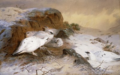 Ptarmigan ve sněhu od Archibald Thorburn