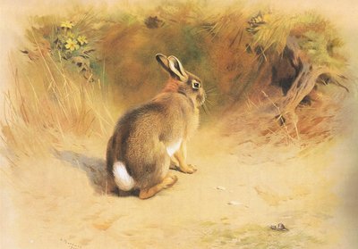 Králík, z Thorburns Mammals vydané Longmans and Co, c. 1920 od Archibald Thorburn