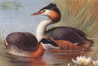 Chřástal rudokrký, chřástal velký (barevná litografie) od Archibald Thorburn