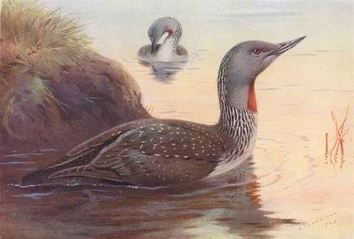 Potápka rudokrká (barevná litografie) od Archibald Thorburn