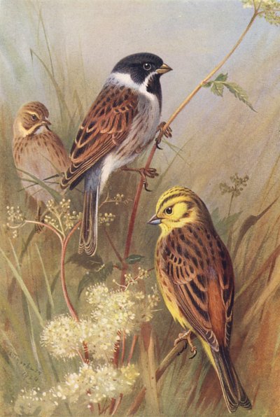 Reed-Bunting (samec a samice), Yellow Bunting nebo Yellow Hammer (barevná litografie) od Archibald Thorburn