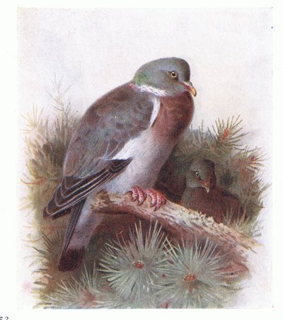 Ring Dove, z Birds of the British Isles and Their Eggs, vydané Frederick Warne & Co Ltd, 1958 od Archibald Thorburn