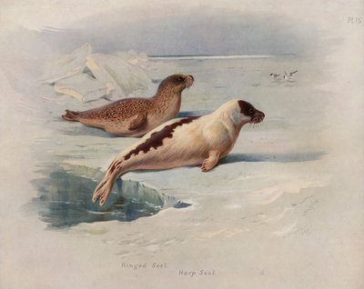 Ringing Seal, Harfa Seal od Archibald Thorburn