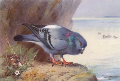 Rock-Dove (barevná litografie) od Archibald Thorburn