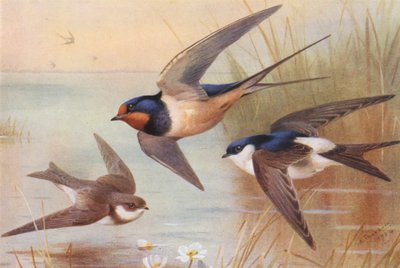Sand-Martin, Swallow, Martin (barevná litografie) od Archibald Thorburn