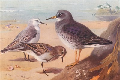 Sanderling (zimní), Temminck