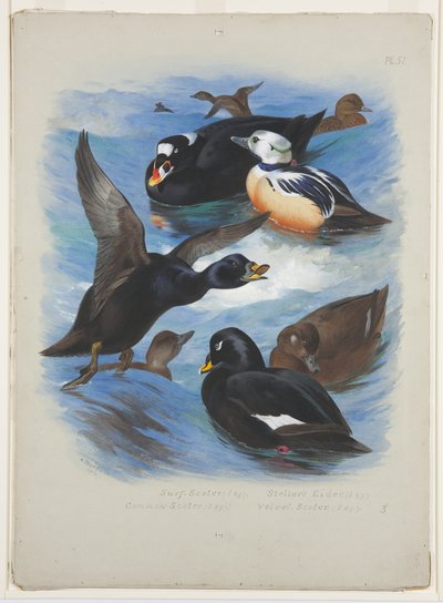 Scoters and stellers eider, cca 1915 (akvarel a tělová barva přes tužku na papíře) od Archibald Thorburn