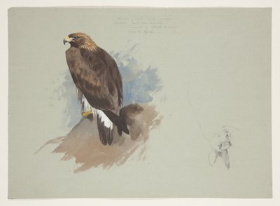 Náčrt králíka mořského orla a tužkou, cca 1915 (akvarel a tělová barva přes tužku na papíře) od Archibald Thorburn