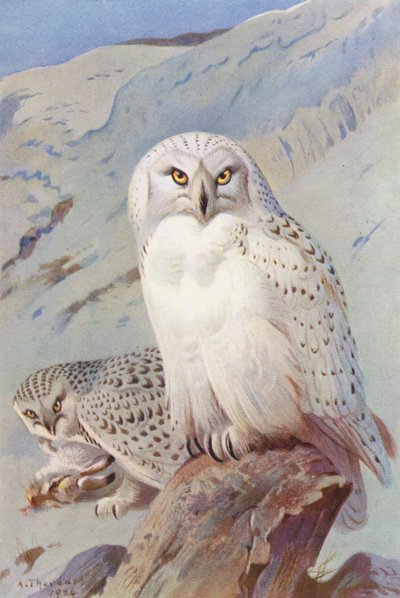 Sněžná sova (barevná litografie) od Archibald Thorburn