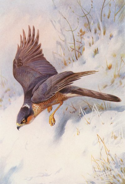 Jestřáb krahujec (dospělý samec) (barevná litografie) od Archibald Thorburn