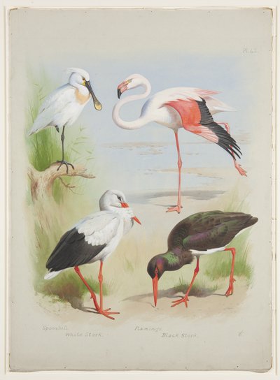Spoonbill, flamingo and storke, c.1915 (akvarel a tělová barva přes tužku na papíře) od Archibald Thorburn