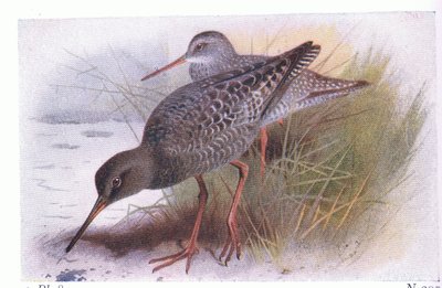 Z knihy Birds of the British Isles and Their Eggs vydané nakladatelstvím Frederick Warne & Co Ltd, 1958 od Archibald Thorburn