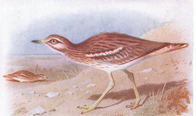 Stone Curlew, z Birds of the British Isles and Their Eggs vydané Frederick Warne & Co Ltd, 1958 od Archibald Thorburn