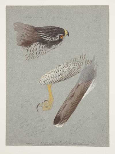 Závěsný od Archibald Thorburn