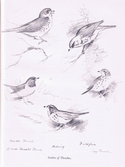 Studie o drozdech, 1938 od Archibald Thorburn