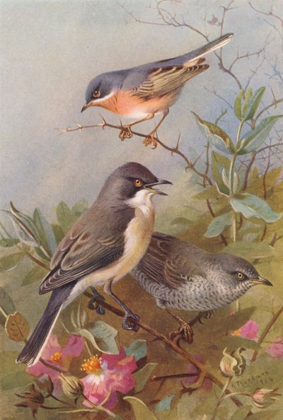 Pěnice podhorní, pěnice Orpheova, pěnice černohlavá (barevná litografie) od Archibald Thorburn