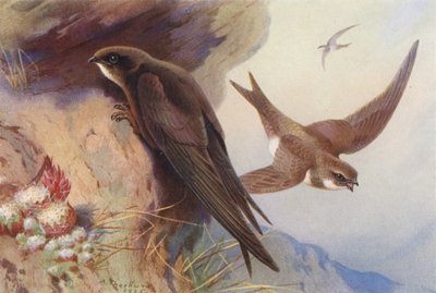 Swift, Alpine Swift (barevná litografie) od Archibald Thorburn