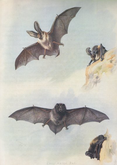 Barbastelle od Archibald Thorburn