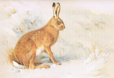 Zajíc obecný, z Thorburns Mammals vydané Longmans and Co, c. 1920 od Archibald Thorburn