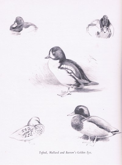 Tufted Ducks, Mallards, Barrows Goldeneye, 1938 od Archibald Thorburn