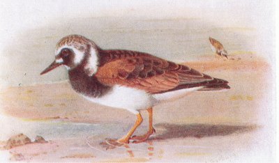 Turnstone, od Birds of the British Isles and Their Eggs vydané Frederick Warne & Co Ltd, 1958 od Archibald Thorburn