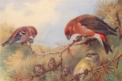 Křižák dvouřadý, Křižák (samec a samice) (barevná litografie) od Archibald Thorburn