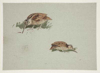 Dvě viněty sluky lesní, kolem roku 1915 (akvarel a tělová barva přes tužku na papíře) od Archibald Thorburn
