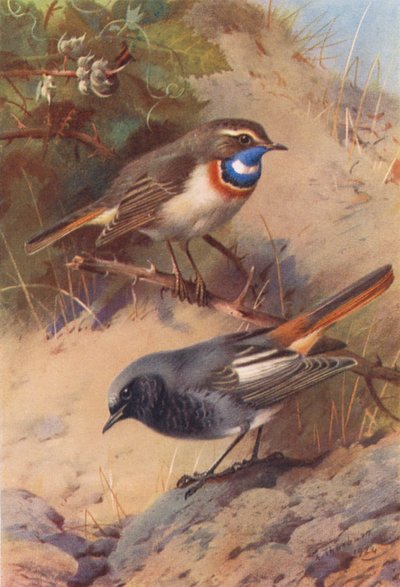 modrásek bělopásý, červenka obecná (barevná litografie) od Archibald Thorburn