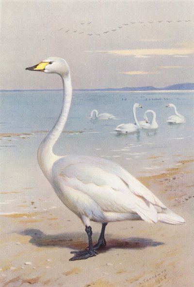 Labuť velká (barevná litografie) od Archibald Thorburn