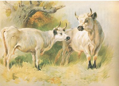 Divoký dobytek od Archibald Thorburn