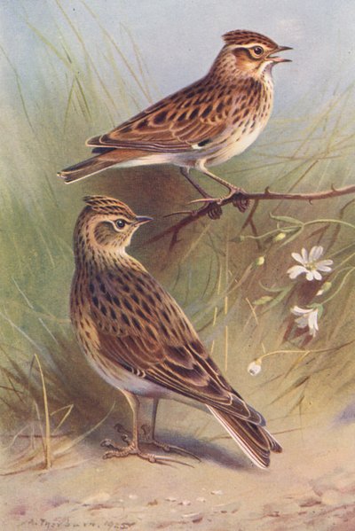 Skřivan lesní, skřivan polní (barevná litografie) od Archibald Thorburn