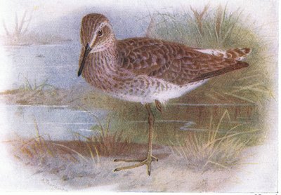 Wood Sandpiper, from Birds of the British Isles and Their Eggs, vydané Frederick Warne & Co Ltd, 1958 od Archibald Thorburn