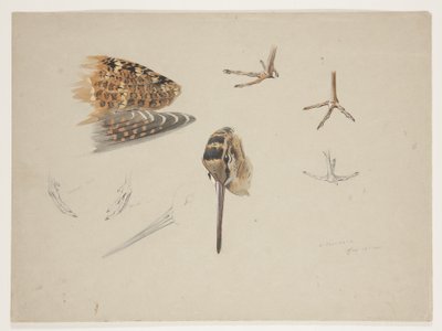 Zobák, tlapky a křídlo sluky lesní, cca 1915 (akvarel a tělová barva přes tužku na papíře) od Archibald Thorburn