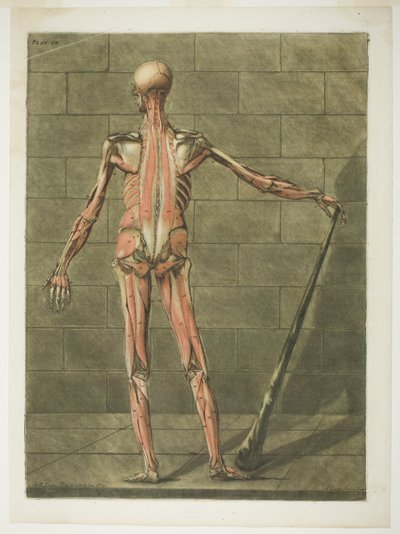 Zadní pohled na svalnatého muže, deska 9 z Kompletního kurzu anatomie od Arnauld Eloi Gautier D